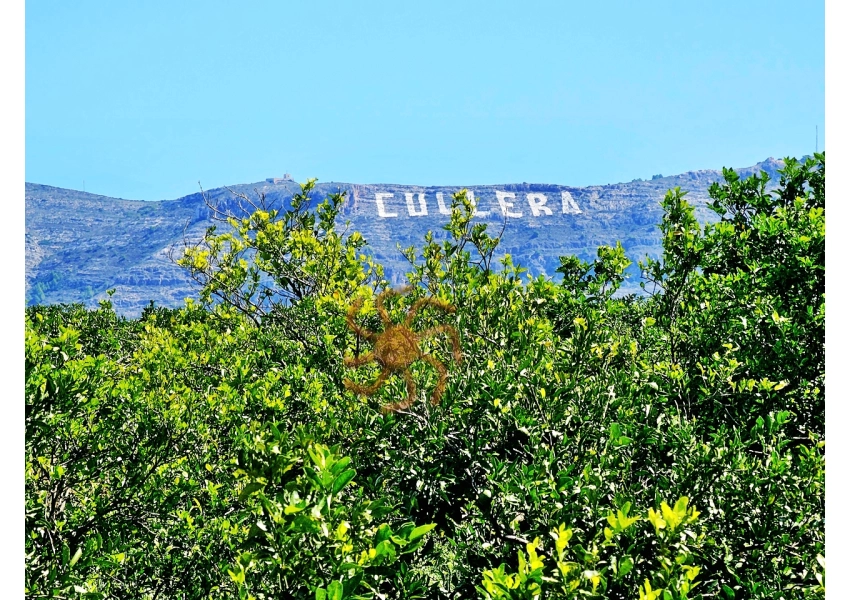 Sad mandarynkowy Cullera, Walencja